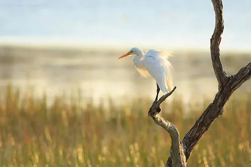 Egret perched on branch over Lake Barrine
