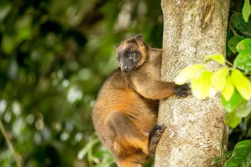 Luhmoltz Tree Kangaroo sitting in tree