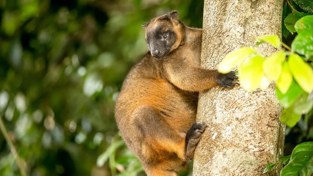 Lumholtz's tree-kangaroo in the Atherton Tablelands