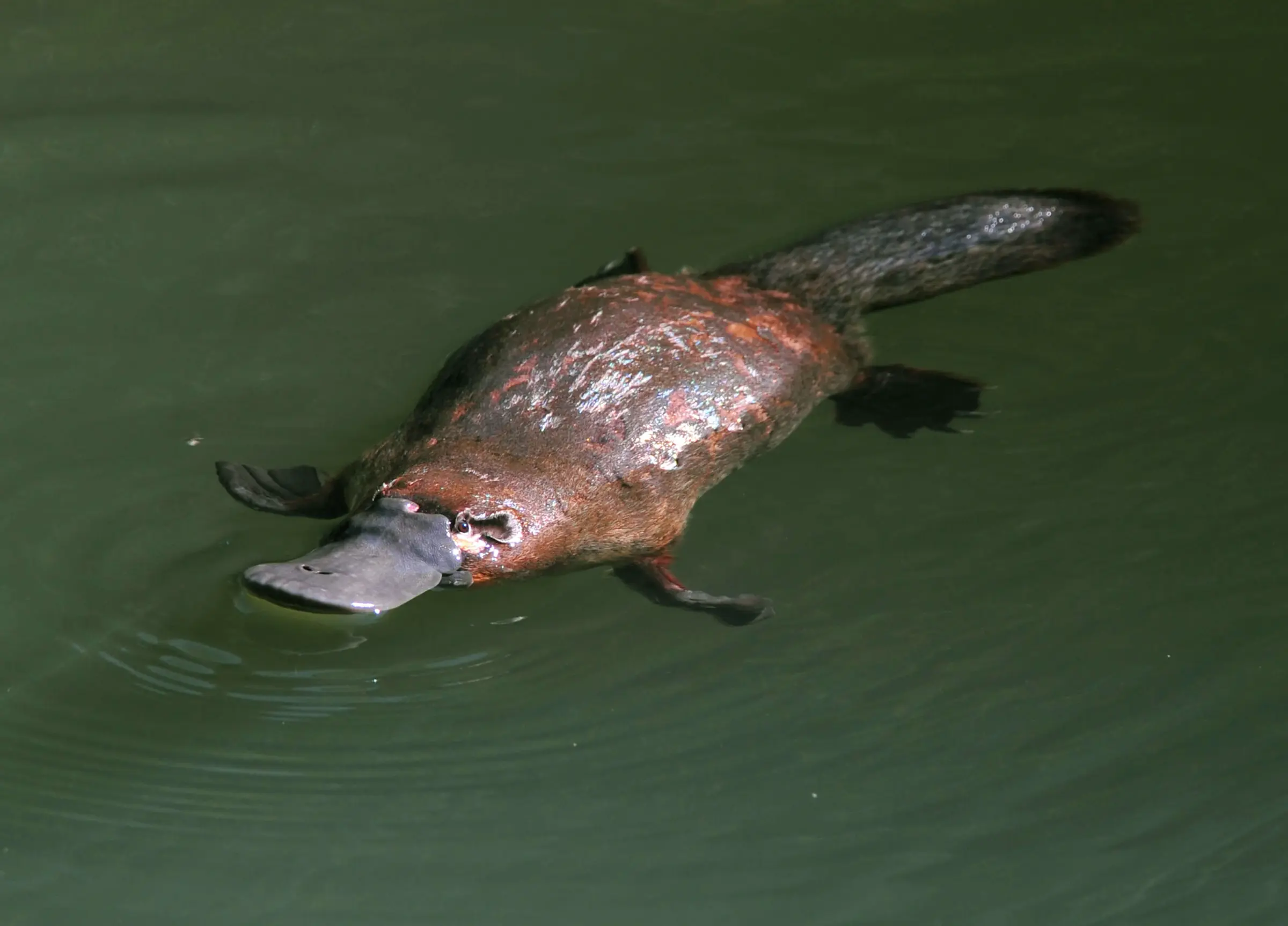 Platypus swimming in Peterson Creek at Yungaburra on the Atherton Tablelands