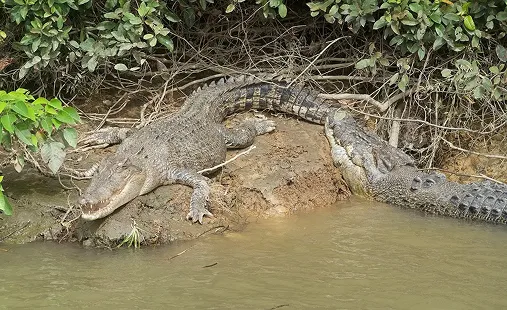 Salt Water Crocodiles Bask on the Daintree River bed