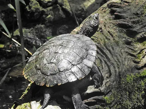 Saw shelled turtle at Lake Eacham