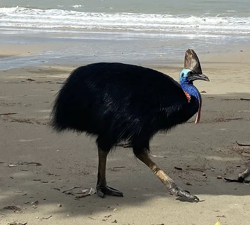 Southern Cassowary at Etty Bay Beach