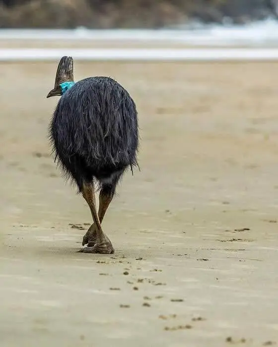 Southern Cassowary walking along Etty Bay beach